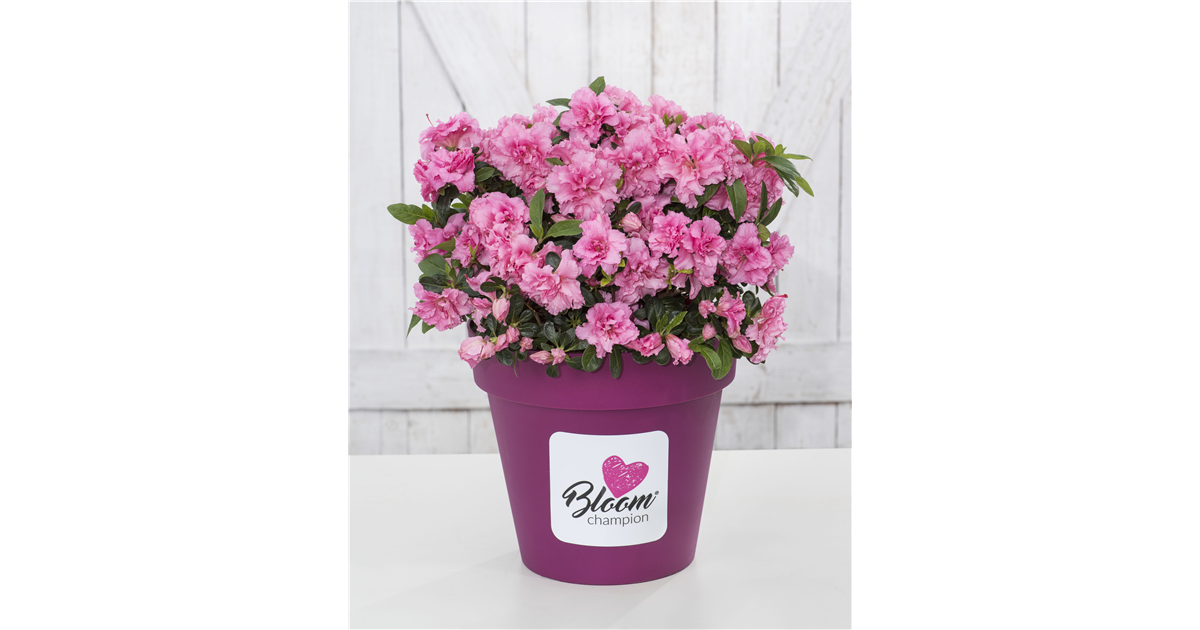 Dauerblühende Azalee BloomChampion Pink Schröder Baumschulen GmbH