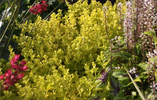 Gelblaubiges Garten-Pfennigkraut 'Aurea'