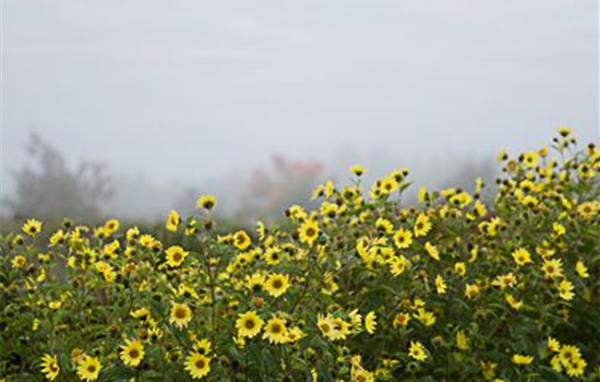 Kleinblumige Garten-Sonnenblume 'Lemon Queen'