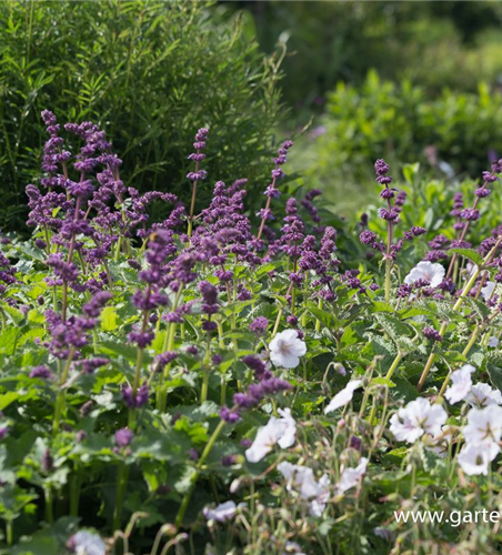 Quirlblütiger Garten-Salbei 'Purple Rain'