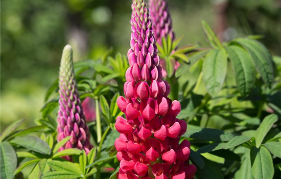 Westcountry Lupine 'Beefeater'®