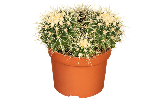 Kaktus 'Schwiegermuttersessel'