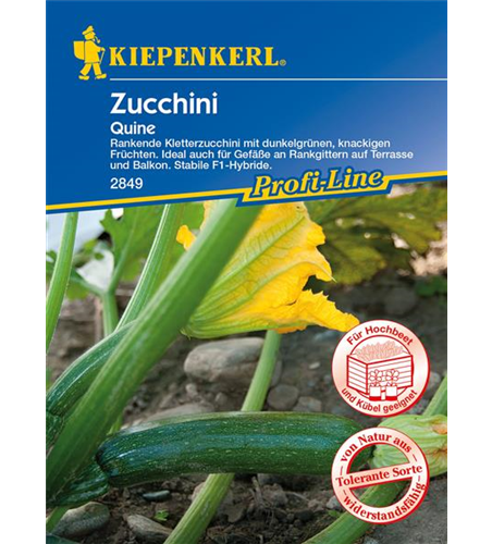 Kletter-Zucchini 'Quine'