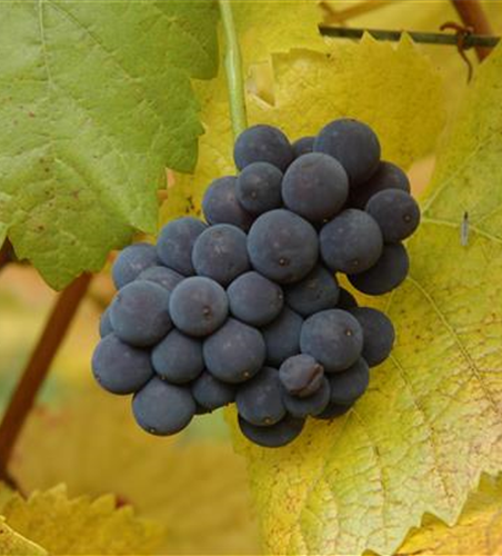Vitis vinifera 'Muskateller'