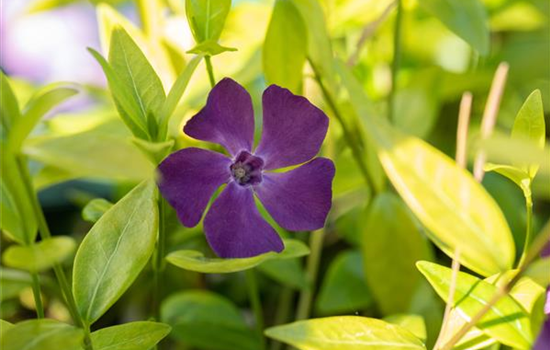 Kleines Garten-Immergrün 'Purpurea'