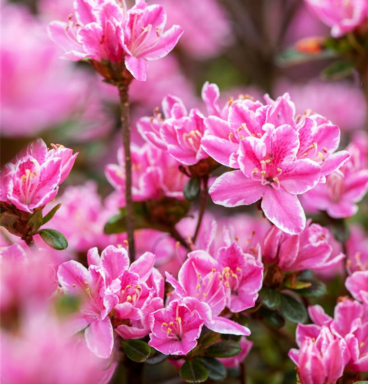 Rhododendron obtusum 'Pink Poetry'®(s)