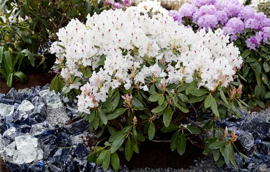 Rhododendron-Hybride 'Madame Masson'