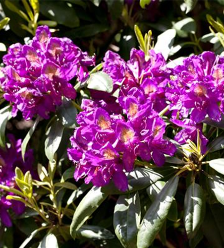Rhododendron-Hybride 'Marcel Menard'