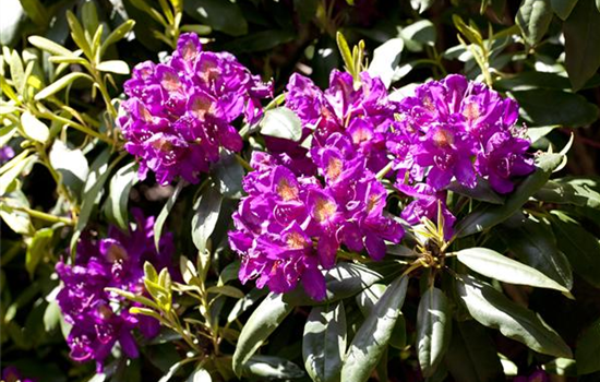 Rhododendron-Hybride 'Marcel Menard'