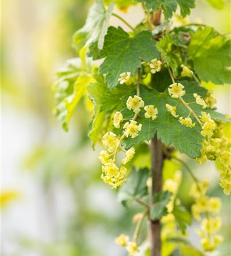 Johannisbeere Polar Fruits® 'Red Currant Berry'