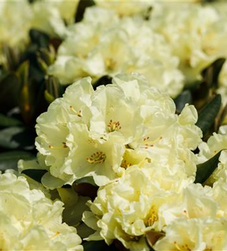 Rhododendron 'INKARHO® Gelbe Dufthecke'