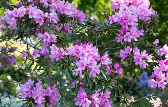 R Rhododendron ponticum 'Graziella' 