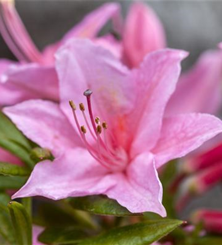 Rhododendron 'Pennsylvania'