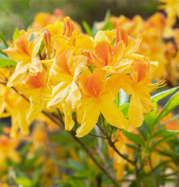Rhododendron luteum 'Sun Star' I