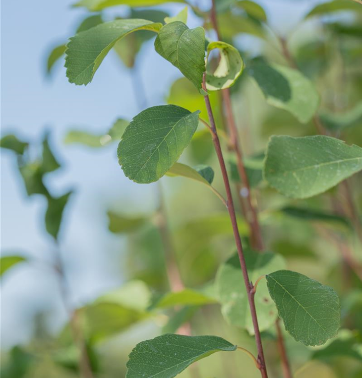 Amelanchier alnifolia 'Greatberry®Fruity'