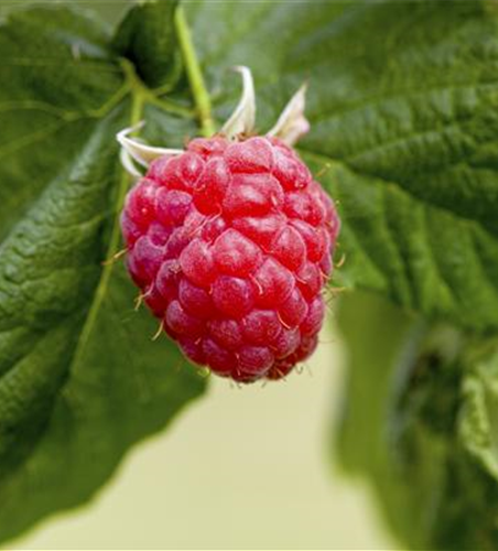 Rubus idaeus 'Tulameen'(S) CAC