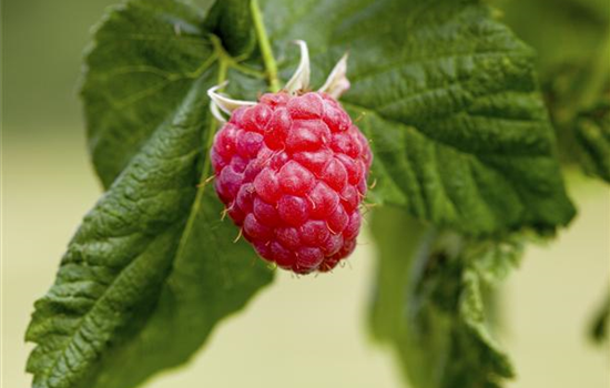 Rubus idaeus 'Malling Promise'