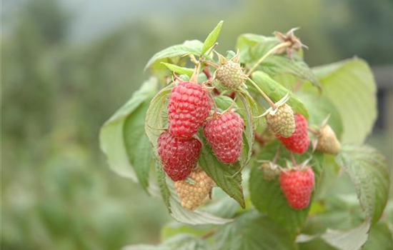 Rubus idaeus 'Schönemann' CAC