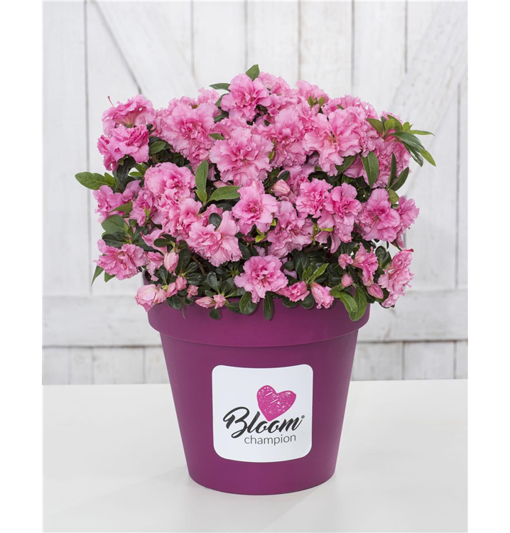 Rhododendron obtusum 'BloomChampion® Pink'