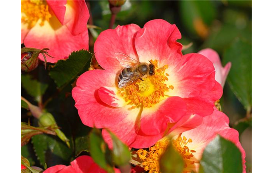 Rose 'Bienenweide® Bicolor'