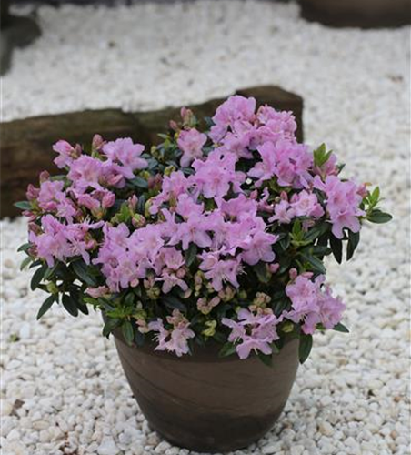 Rhododendron keleticum