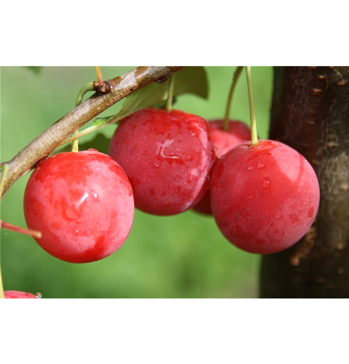 Prunus cerasifera 'Milanka'®