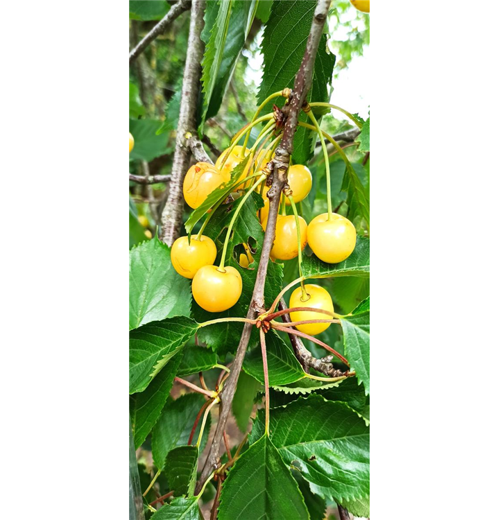 Prunus avium 'Dönissens Gelbe Knorpelkische'