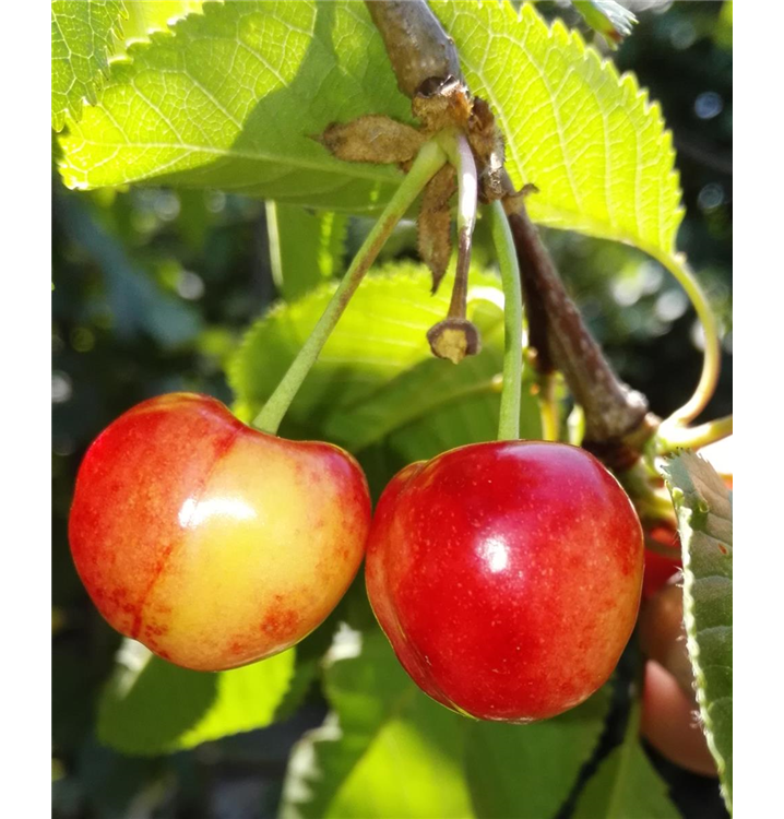 Prunus avium 'Querfurter Königskirsche'