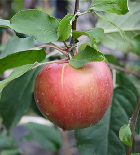 Apfel 'Roter Gravensteiner'