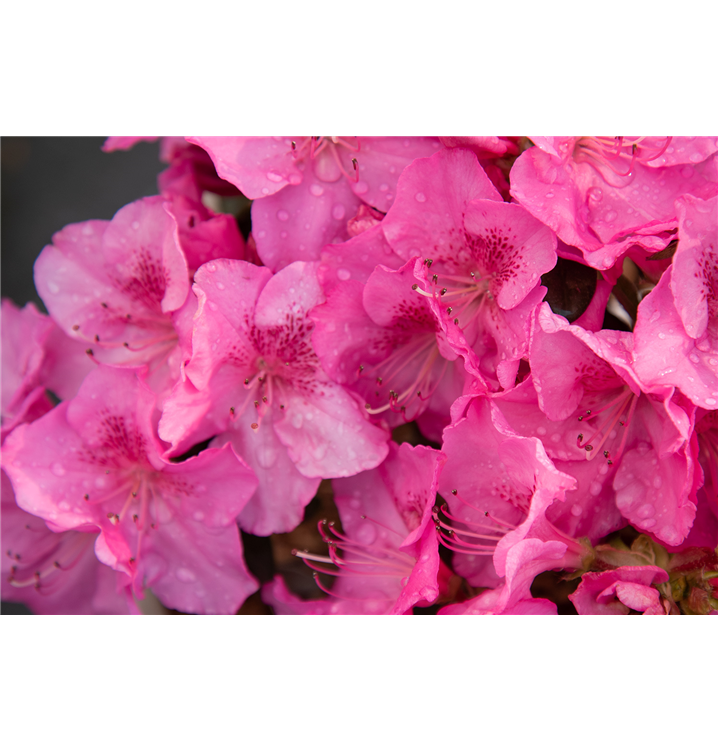 Rhododendron obtusum 'Pink for Help'®
