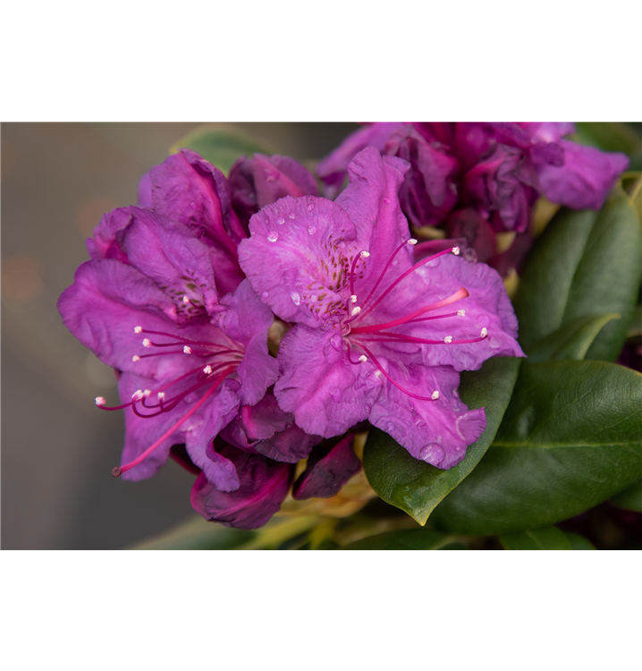 Rhododendron yakushimanum 'Bohlken's Lupinenberg Laguna'®