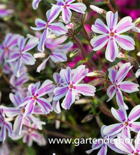Garten-Teppich-Flammenblume 'Kimono Pink-White'