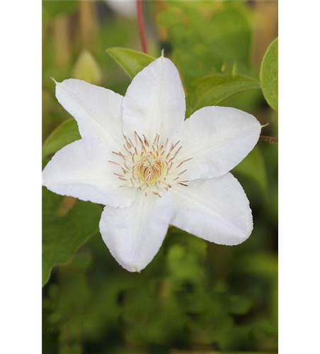 Clematis hybrida 'Madame Le Coultre'