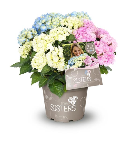 Hydrangea macrophylla 'Three Sisters'®