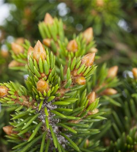 R Picea abies 'Will's Zwerg'