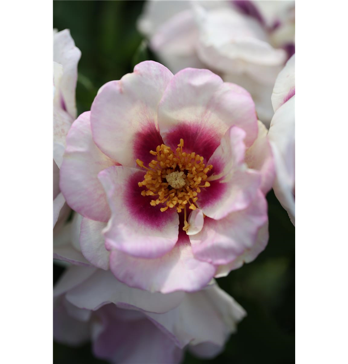 Persische Rose 'Eyes for You'®