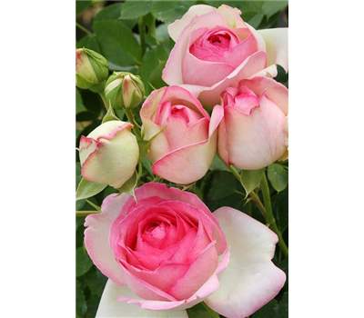 Rosa 'Mini Eden Rose'® 