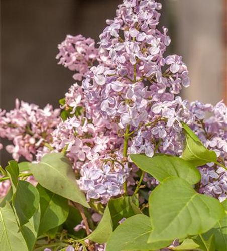 Syringa hyacinthiflora 'Rosenrot'