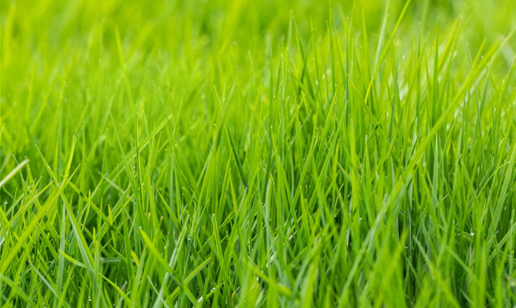 Grasscheren kaufen für den perfekten Rasen