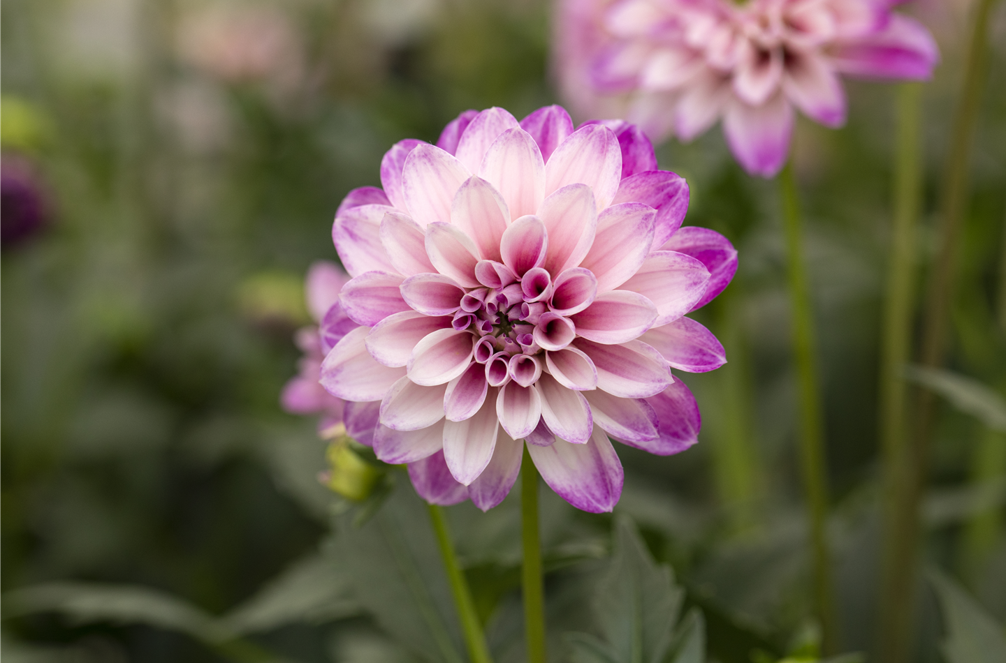 Dahlien sind wunderschöne Sommerzwiebeln