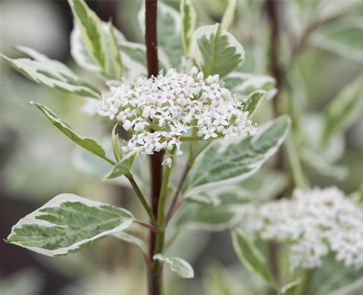 Wildgehölze sind auch bei Insekten beliebt