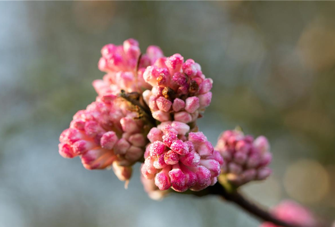 Viburnum x bodnantense 'Charles Lamont'